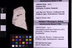 Foto (Objekt + Etiketten) von Cracensigillatus gracilirostrus (Robins et al., 2013) (NHMW-GEO-1990-0041-0528)